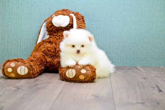 Small Pomeranian Purebred Pup