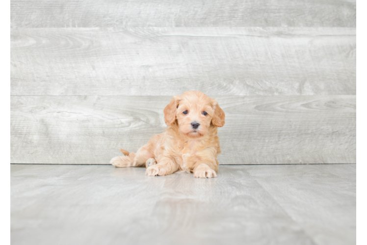 Best Cavapoo Baby