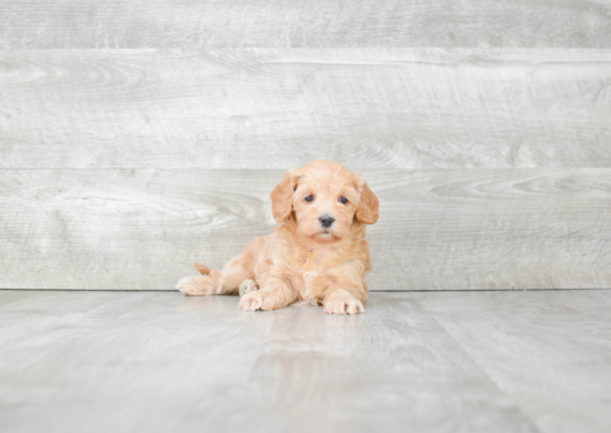 Best Cavapoo Baby