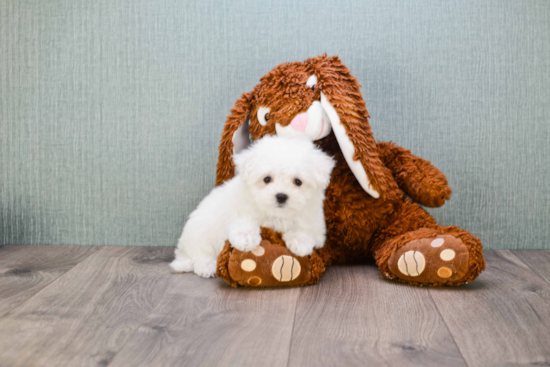 Cute Maltese Purebred Puppy