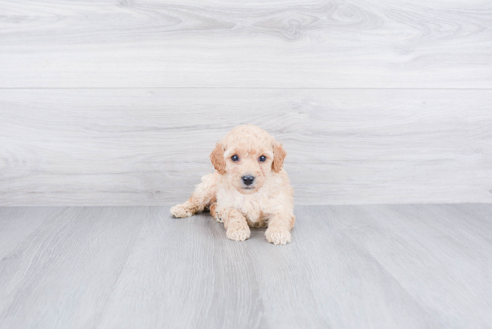 Hypoallergenic Poodle Baby