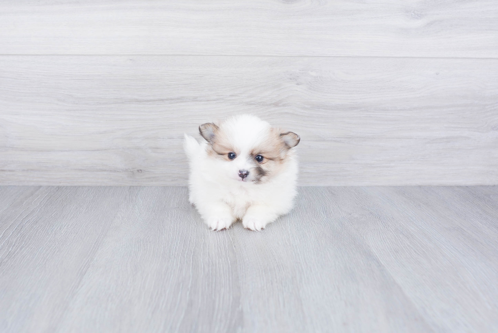 Friendly Pomeranian Purebred Pup