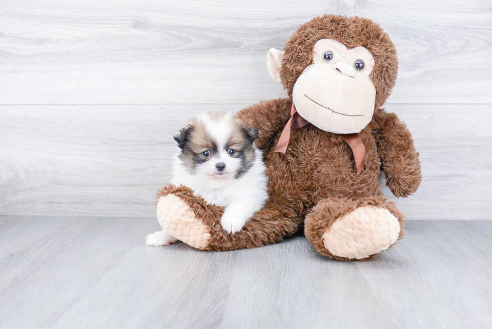 Smart Pomeranian Purebred Puppy