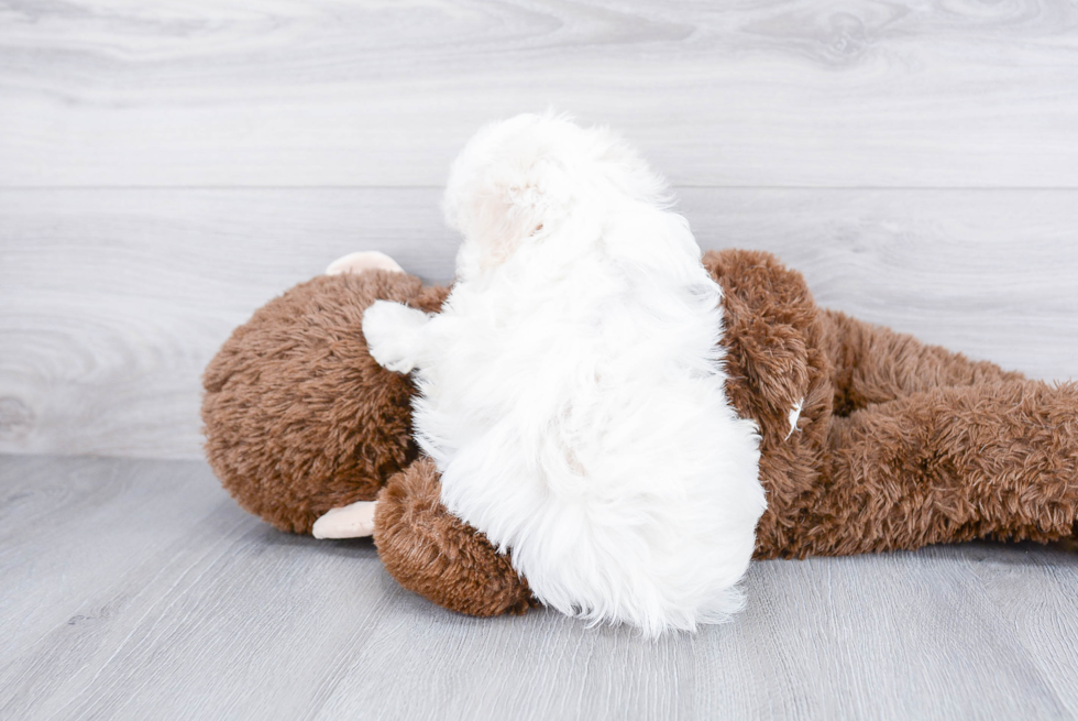 Popular Havanese Purebred Pup