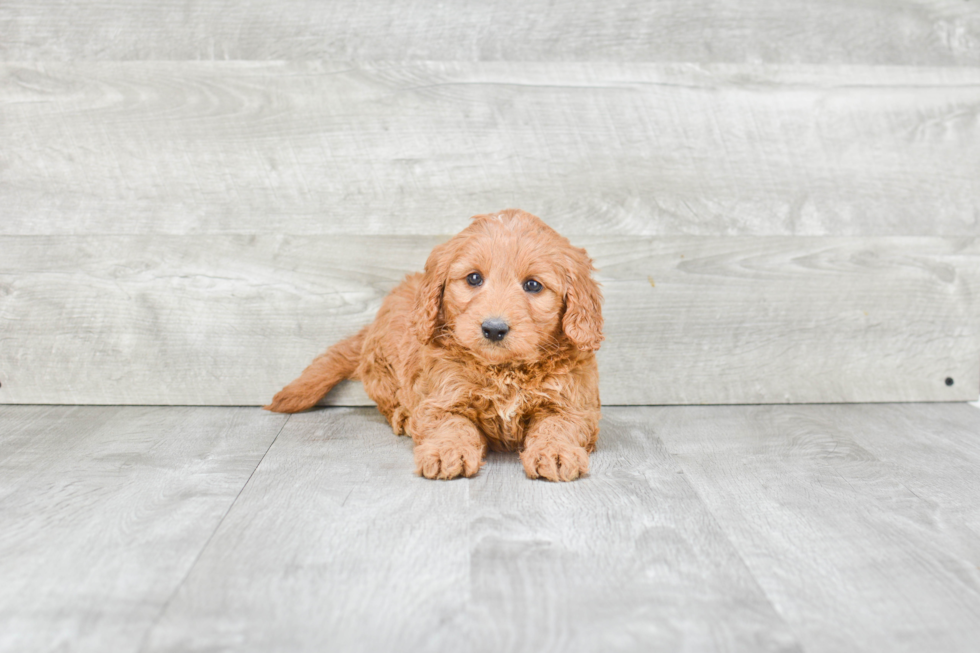 Best Mini Goldendoodle Baby