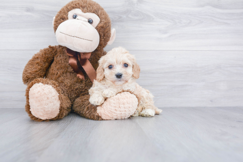 Cavachon Pup Being Cute