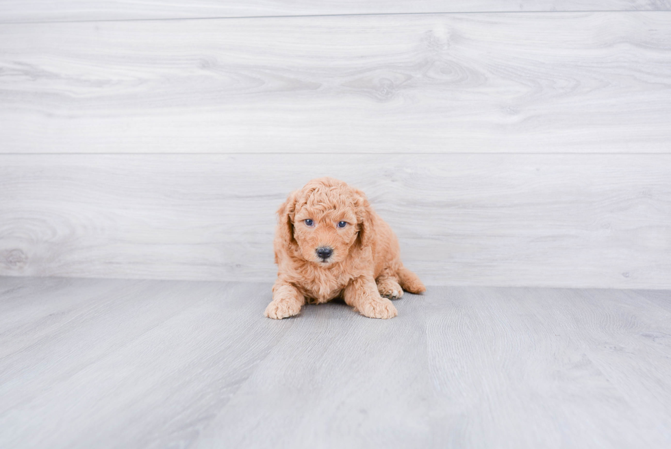 Mini Goldendoodle Puppy for Adoption