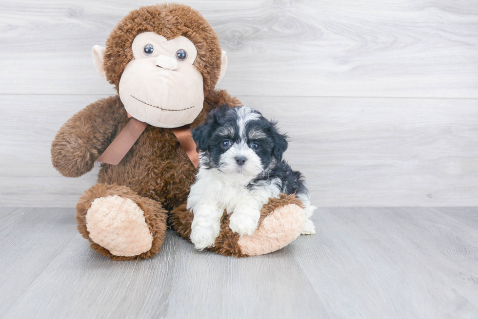 Hypoallergenic Havanese Baby