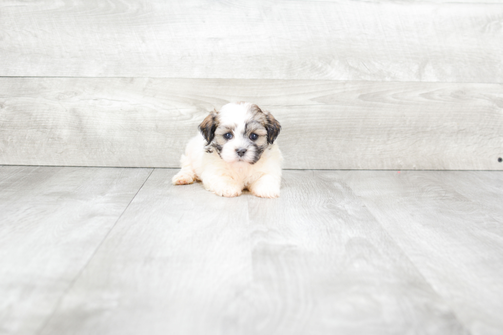 Hypoallergenic Shichon Designer Puppy