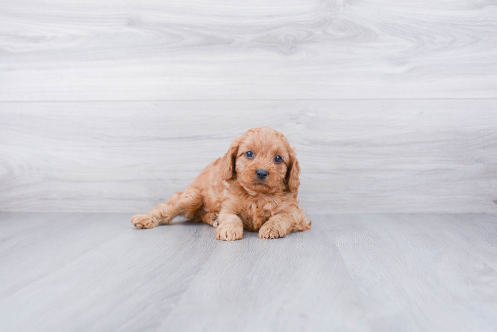 Playful Cavoodle Poodle Mix Puppy