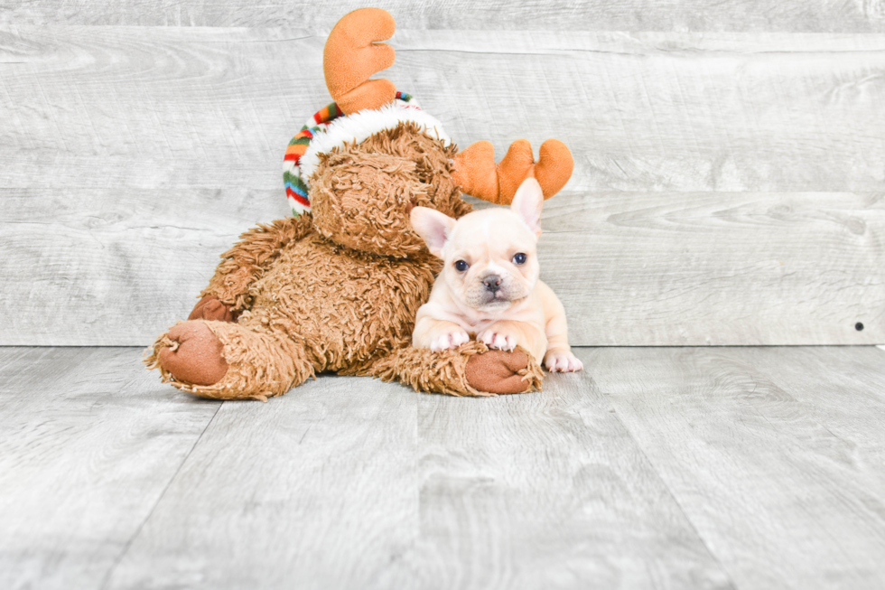 French Bulldog Pup Being Cute