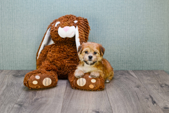 Morkie Puppy for Adoption