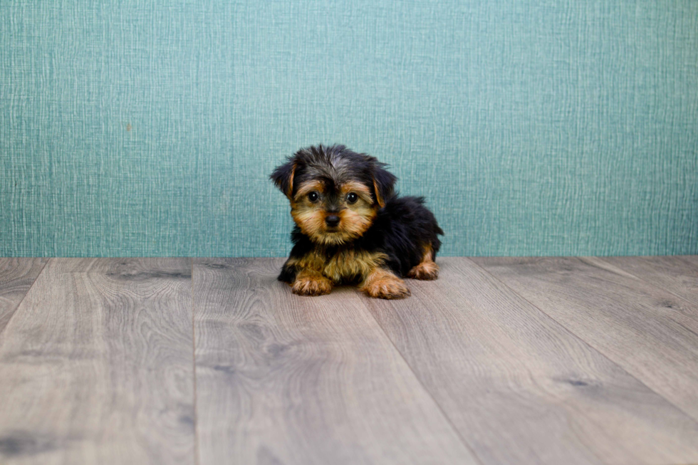 Meet Victoria - our Yorkshire Terrier Puppy Photo 