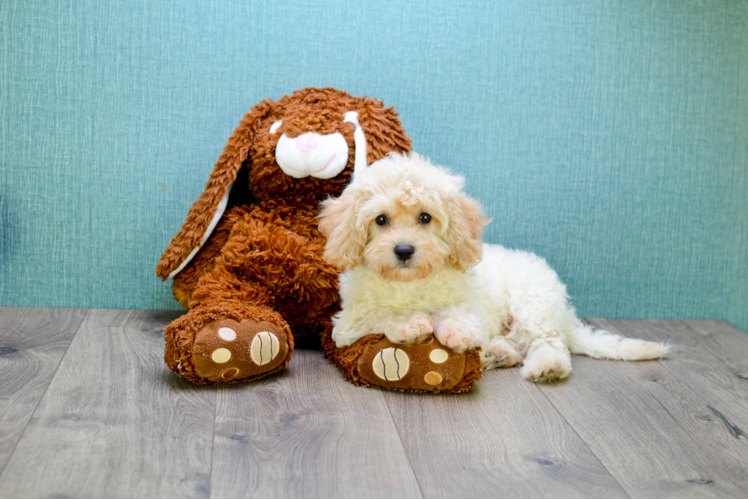 Petite Mini Goldendoodle Poodle Mix Pup