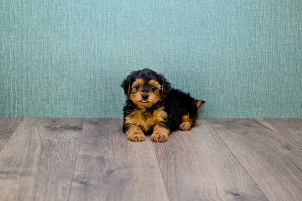 Fluffy Yorkie Poo Poodle Mix Pup