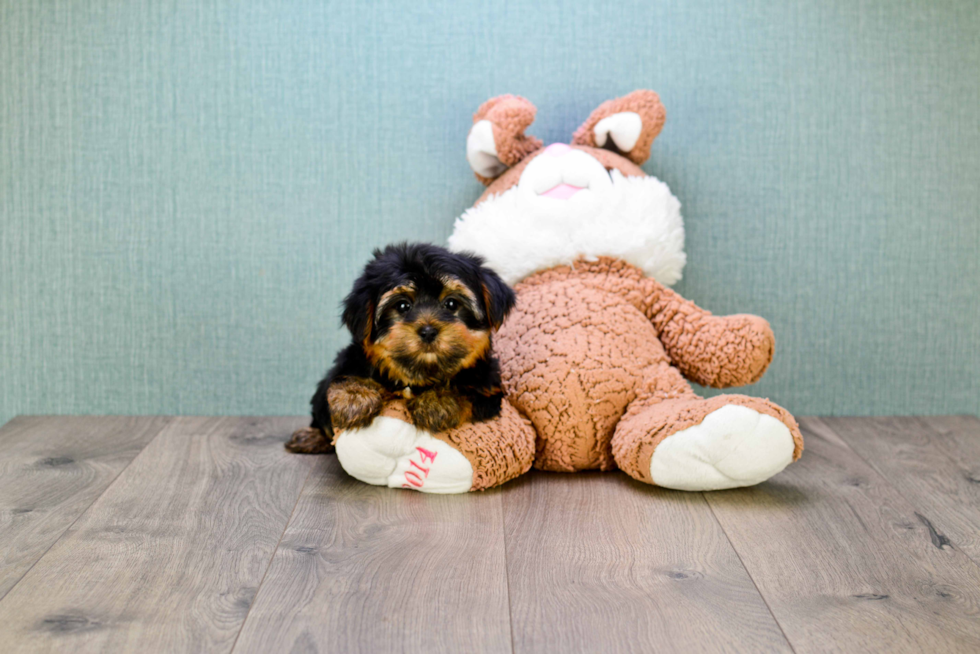 Meet Snickers - our Yorkshire Terrier Puppy Photo 