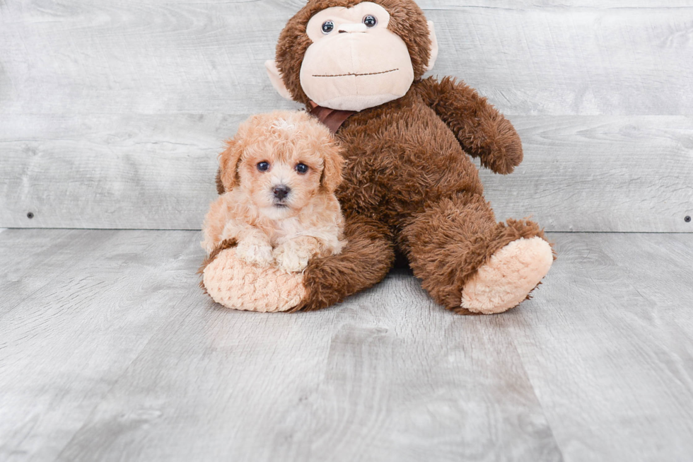Cute Maltipoo Baby