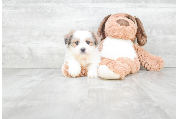 Adorable Shichon Designer Puppy