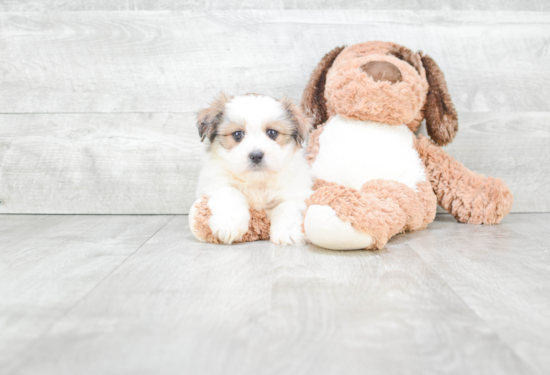 Adorable Shichon Designer Puppy