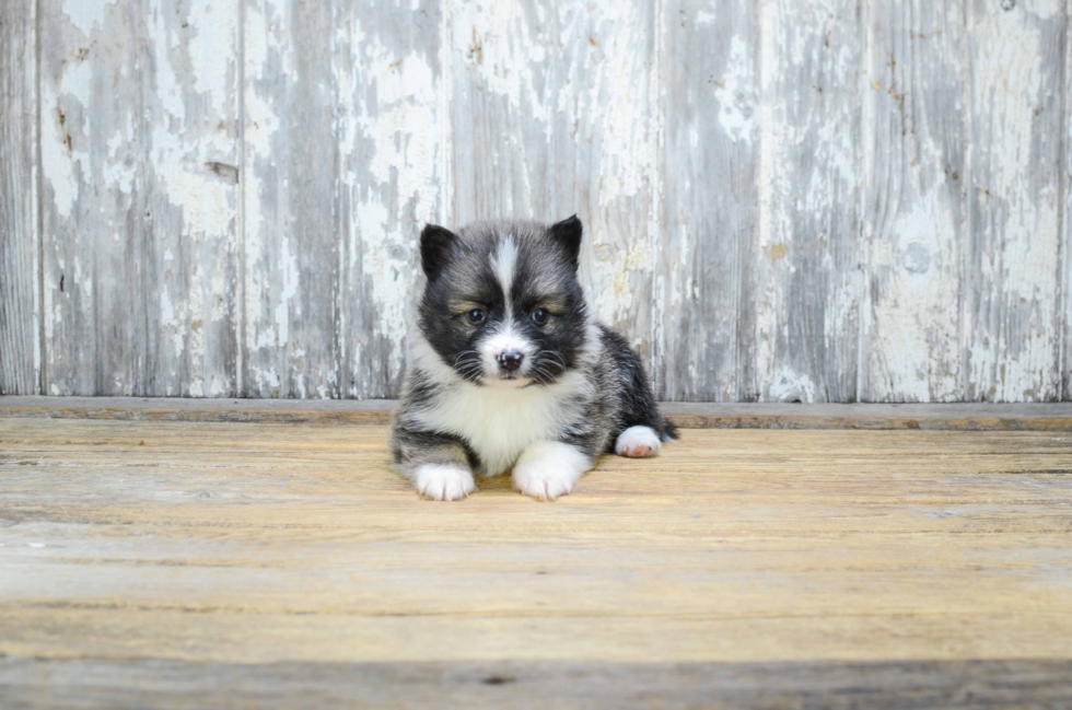 Smart Pomsky Designer Pup