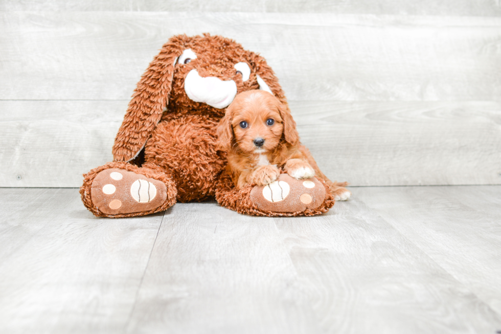 Cavapoo Pup Being Cute