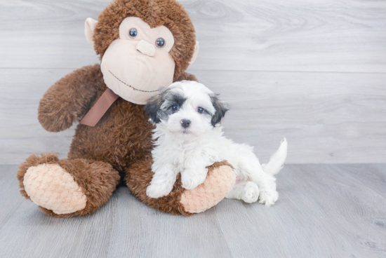 Funny Havanese Purebred Pup