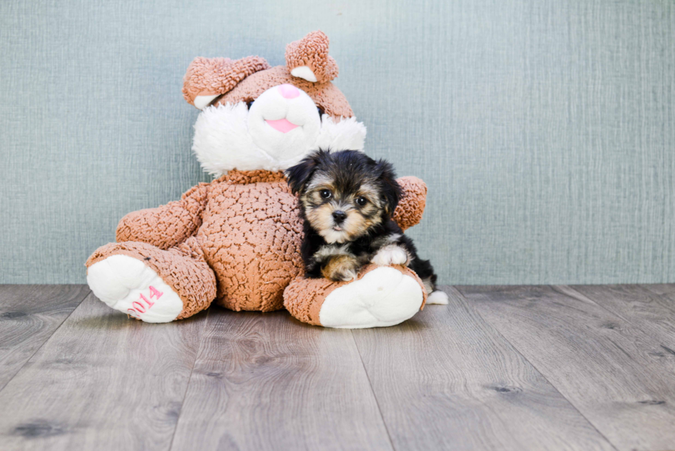 Friendly Morkie Baby