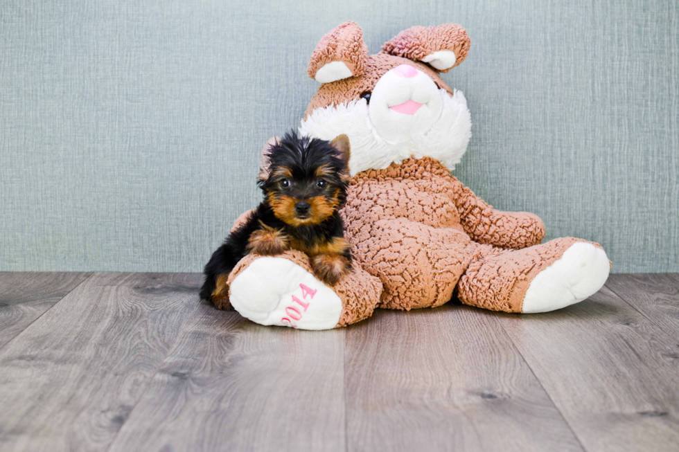 Meet Izzie - our Yorkshire Terrier Puppy Photo 