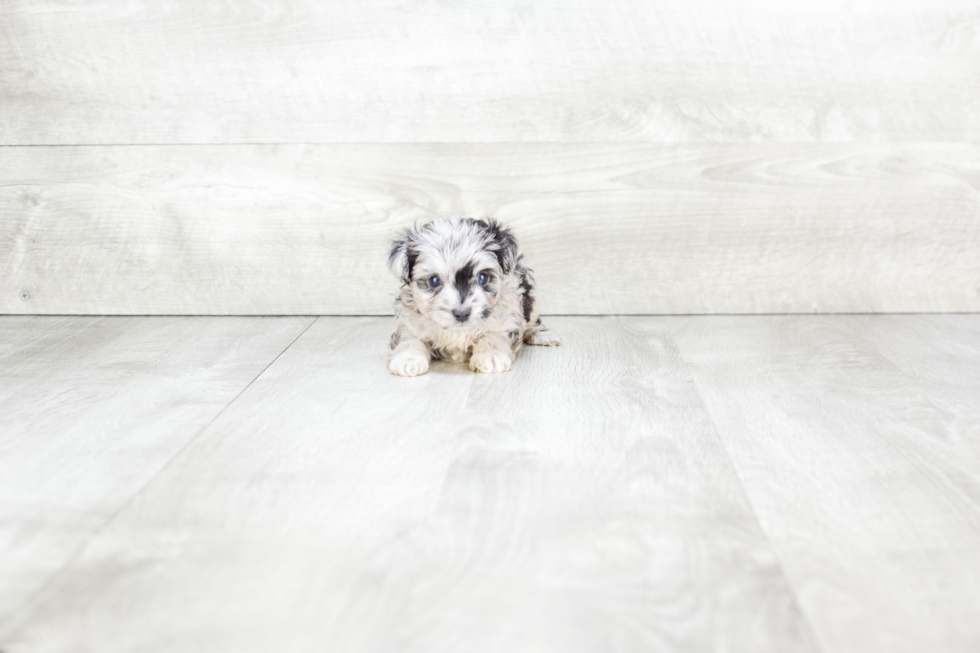 Best Mini Aussiedoodle Baby