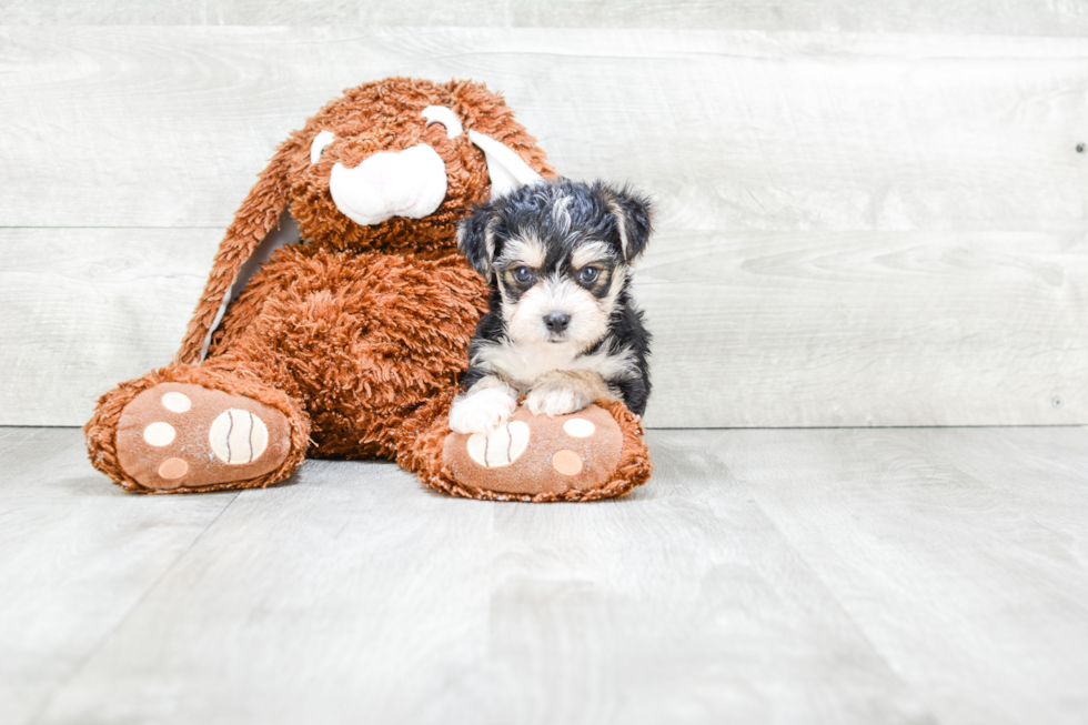 Friendly Morkie Baby