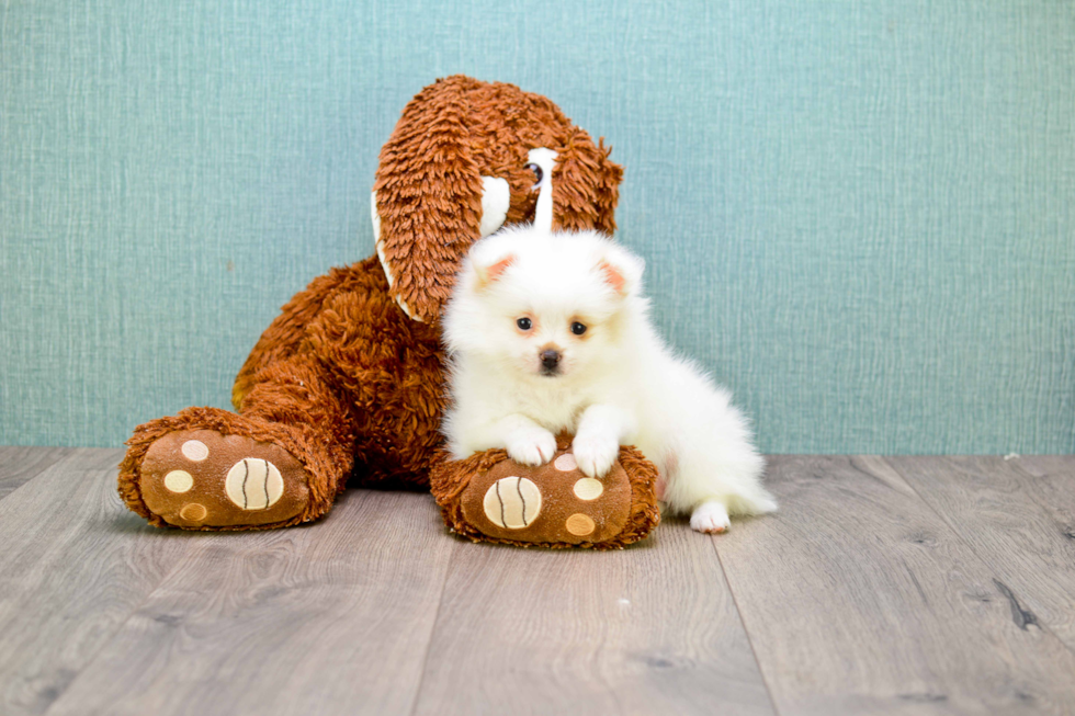 Pomeranian Pup Being Cute