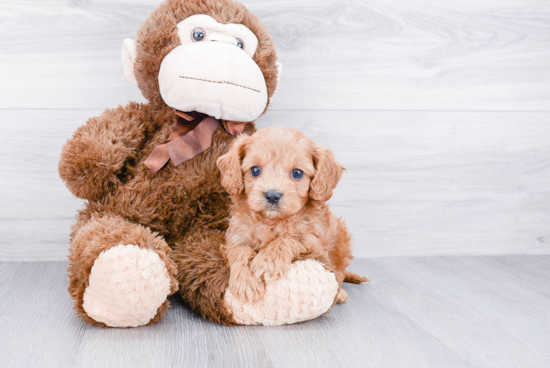 Cavapoo Pup Being Cute