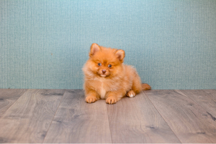 Hypoallergenic Pomeranian Baby