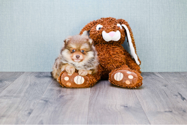 Friendly Pomeranian Purebred Pup