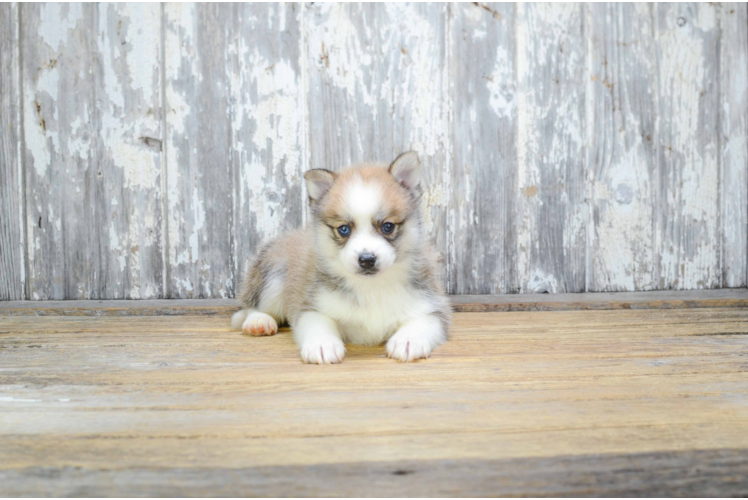 Adorable Mini Husky Designer Puppy