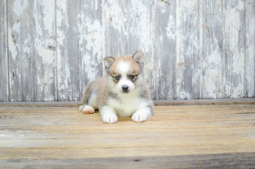 Adorable Mini Husky Designer Puppy