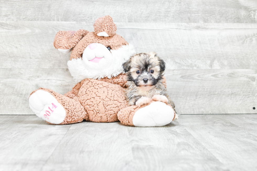 Havanese Pup Being Cute