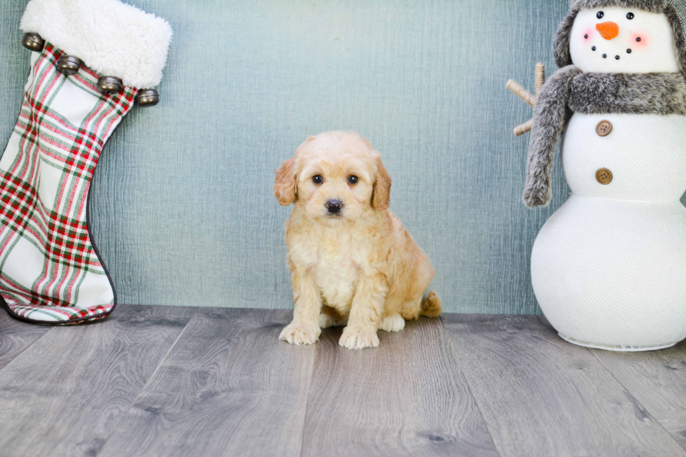Playful Golden Retriever Poodle Mix Puppy