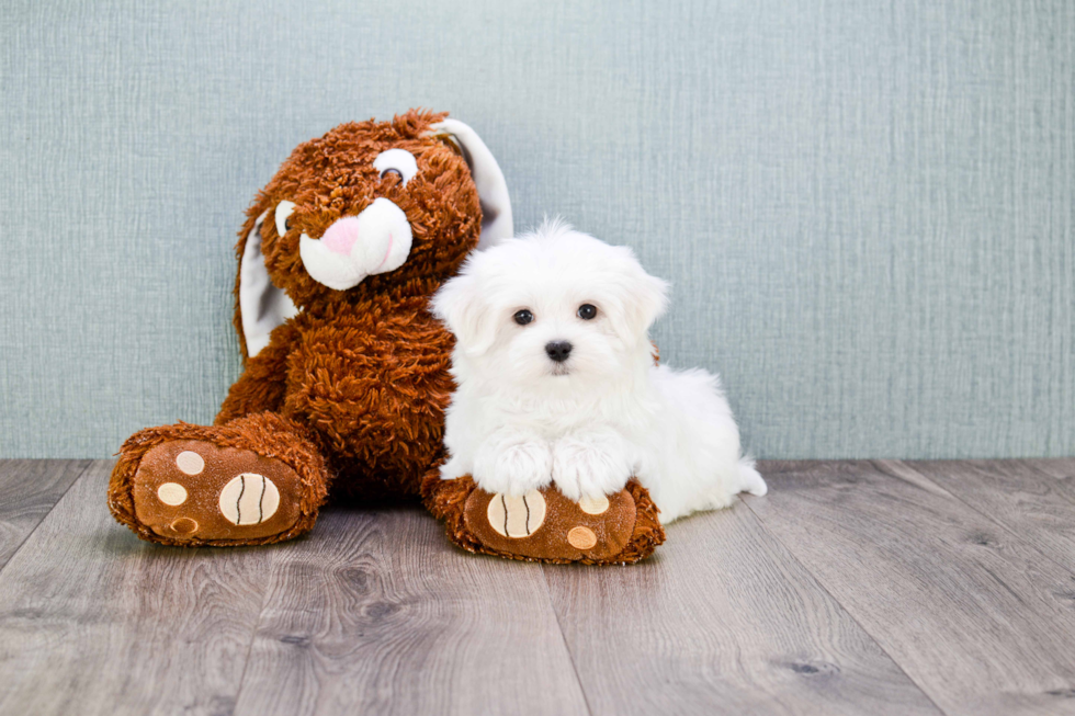 Adorable Maltese Purebred Puppy