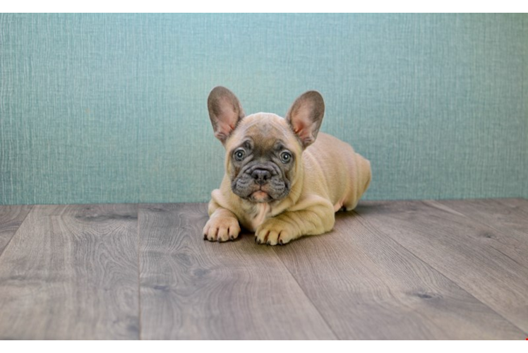 French Bulldog Puppy for Adoption