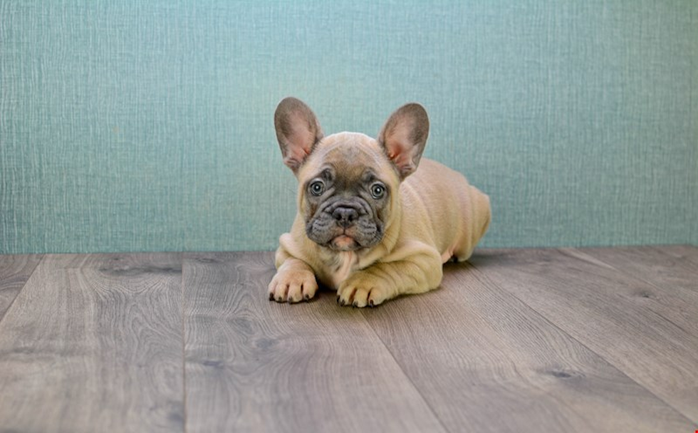 French Bulldog Puppy for Adoption