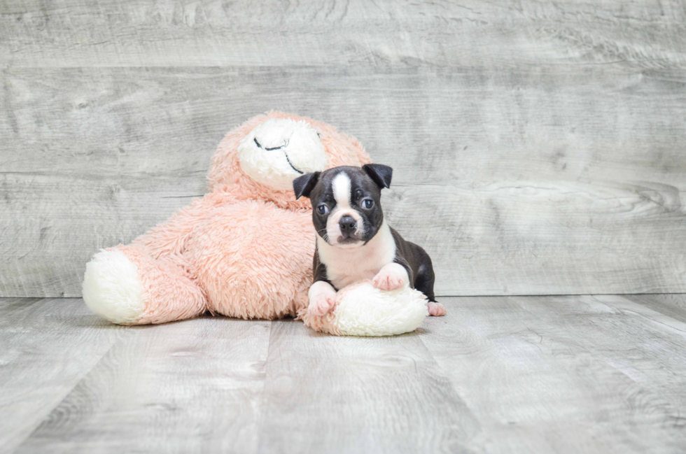 Petite Boston Terrier Purebred Puppy