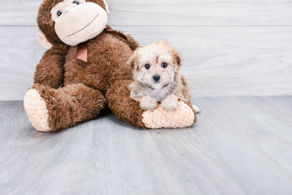 Sweet Morkie Baby