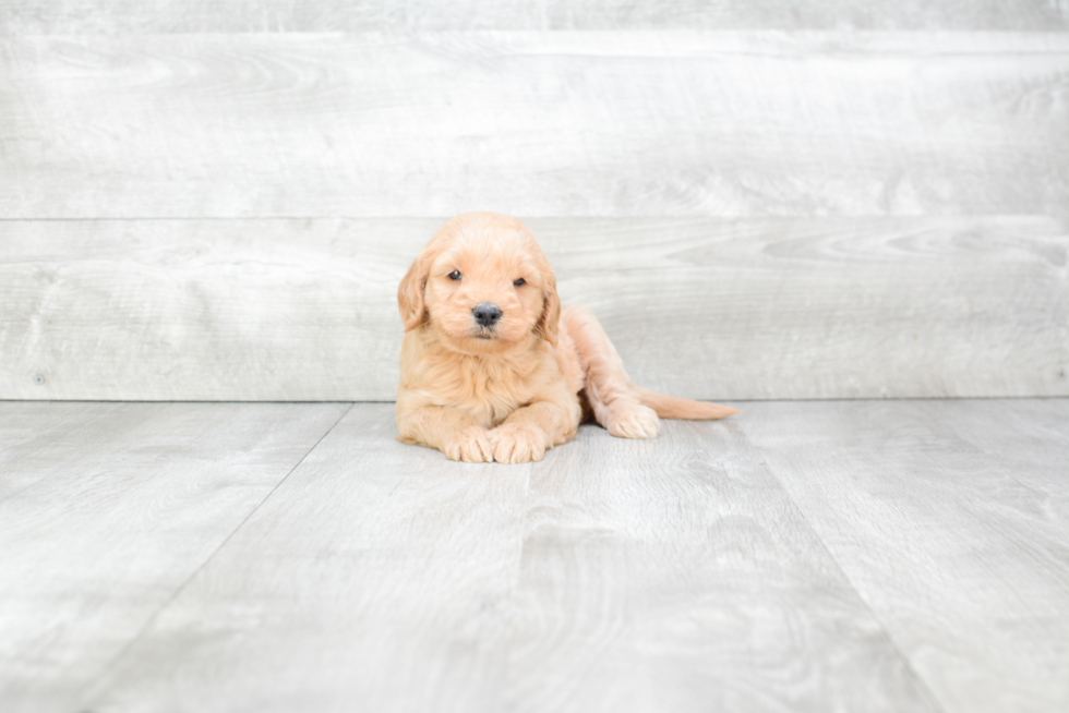 Petite Mini Goldendoodle Poodle Mix Pup