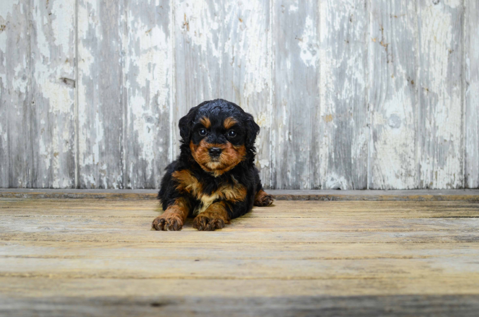 Energetic Bernadoodle Poodle Mix Puppy