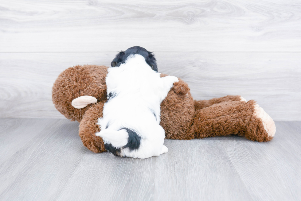 Teddy Bear Puppy for Adoption