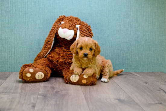 Cavapoo Puppy for Adoption