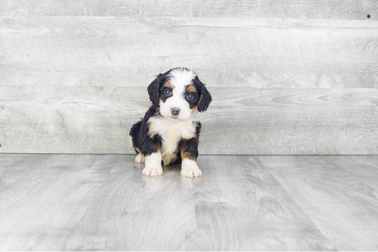 Mini Bernedoodle Puppy for Adoption