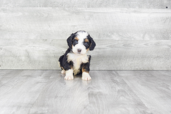 Mini Bernedoodle Puppy for Adoption