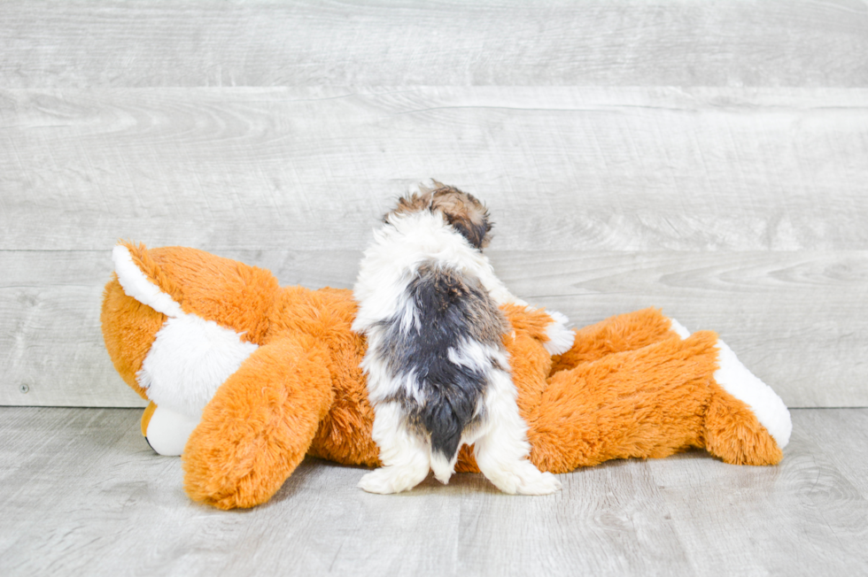 Havanese Pup Being Cute